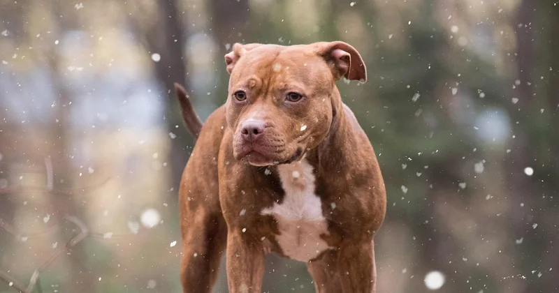 American Staffordshire Terrier Listenhund: die Rechtslage in Deutschland