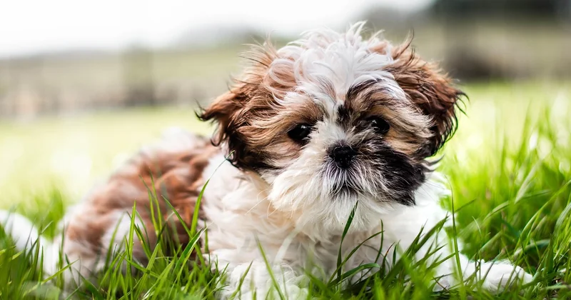 Shih Tzu Qualzucht: die kurze Nase ist kein Design-Merkmal, sondern ein Problem