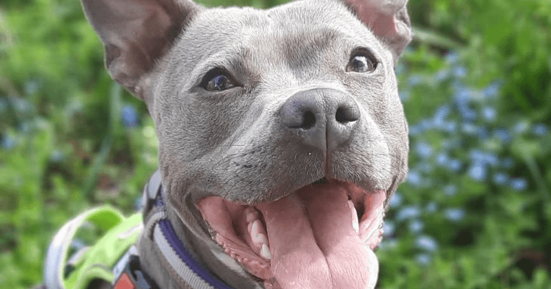American Staffordshire Terrier: Der komplette Rasseguide