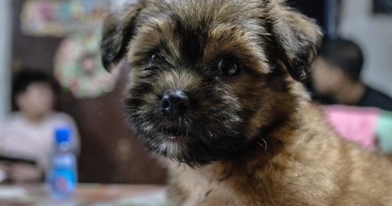 Shih Tzu: Der ultimative Ratgeber für Haltung und Pflege