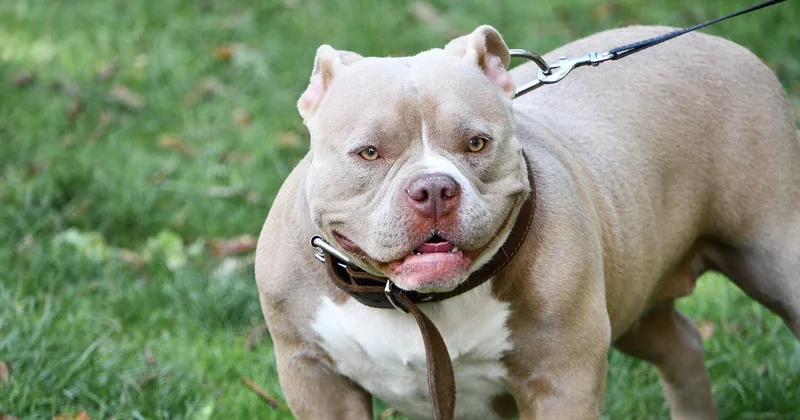 American Staffordshire Terrier Gewicht und Größe: die nackten Zahlen