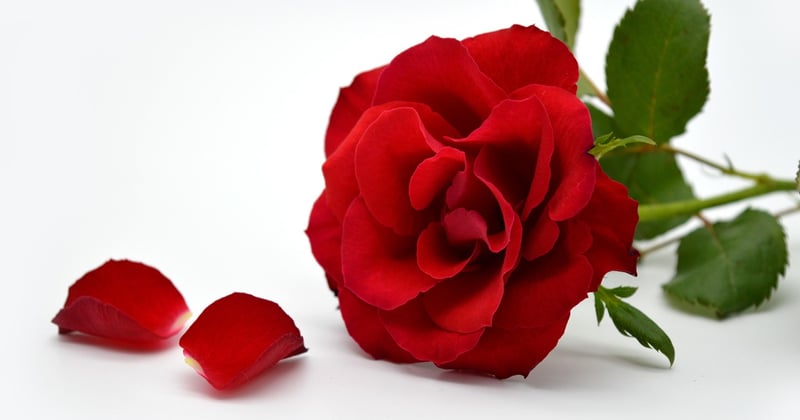 rose
