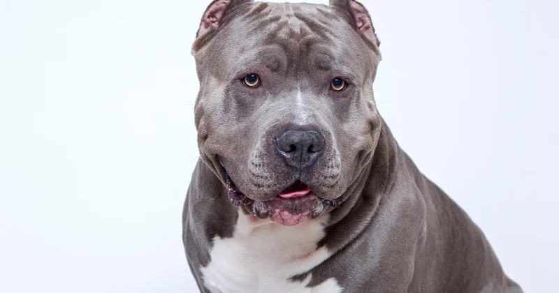 American Staffordshire Terrier vs. Pit Bull: wo der Unterschied liegt