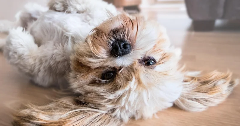 Shih Tzu Charakter: kein Schoßhund, sondern ein kleiner Dickkopf