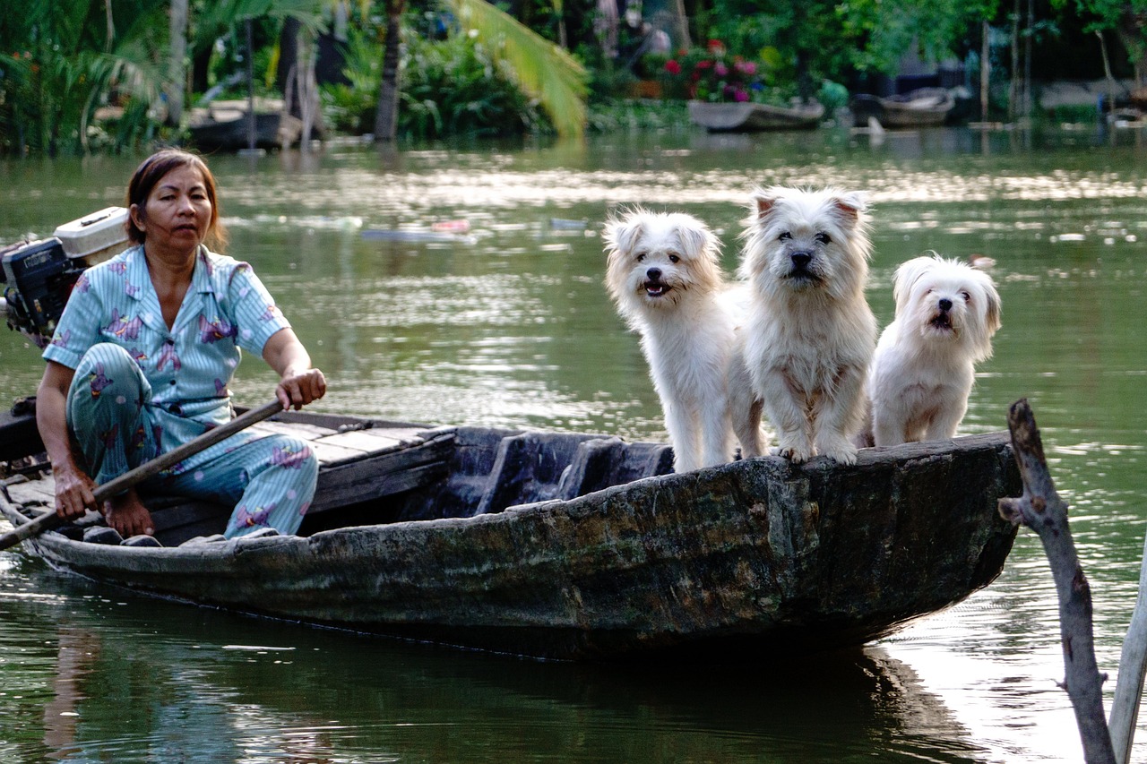 story-02 dogs, white, river, boat, water, nature, vietnam lifestyle, people, woman, vietnamese